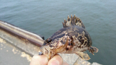 2019年3月28日釣行in御笠川河口