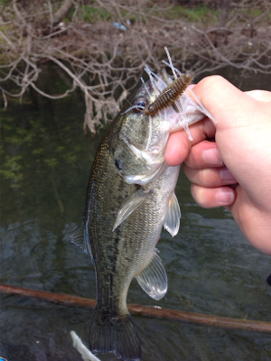 早春のバスフィッシング