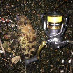 タケノコメバルパレード