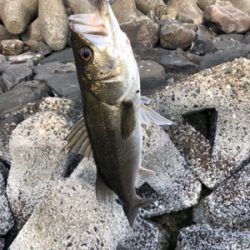 デイ&ナイトで1日フル釣行