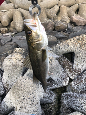 デイ&ナイトで1日フル釣行