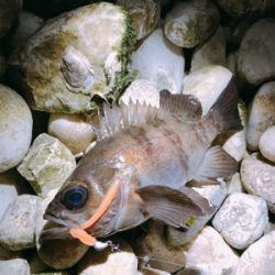 3歳初メバル！！