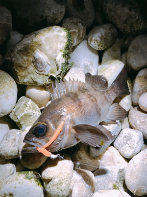 3歳初メバル！！