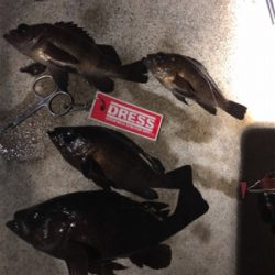 メバルの活性上向き?!