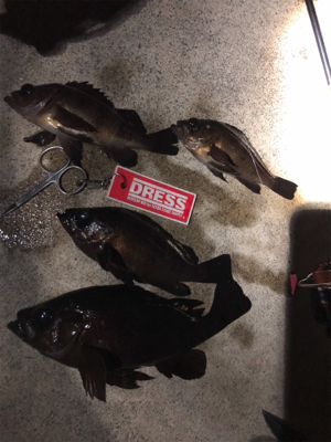 メバルの活性上向き？！