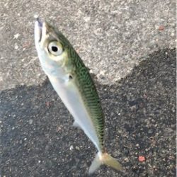 サバサバしたサバ