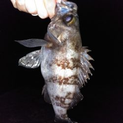 須磨で良型メバル連発祭り!!