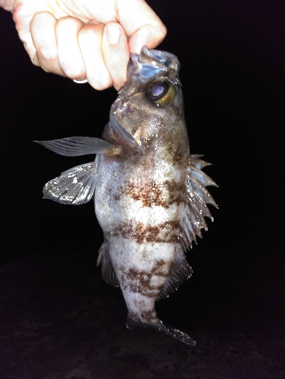 須磨で良型メバル連発祭り!!