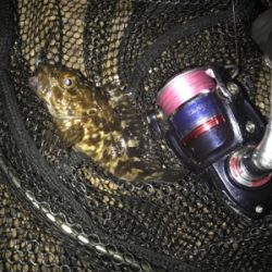 やっぱりミニガシラのみσ(^_^;)