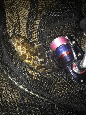 やっぱりミニガシラのみσ(^_^;)