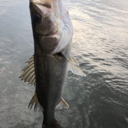 ベイトデイゲーム!