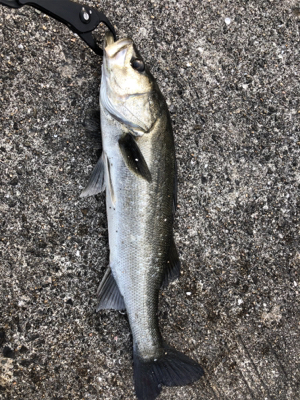 マイクロベイト