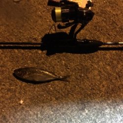 場所替えアジング