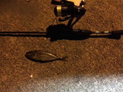 場所替えアジング