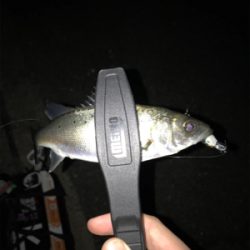 メバルを求めて(遠征)