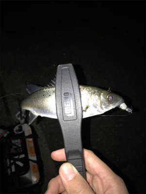 メバルを求めて(遠征)