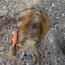 アオリイカ釣果!