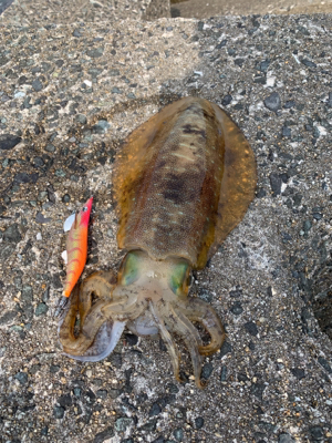 アオリイカ釣果!