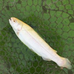 エリアトラウト