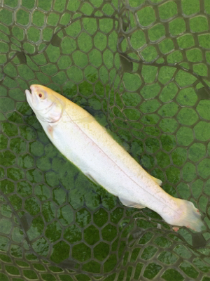 エリアトラウト