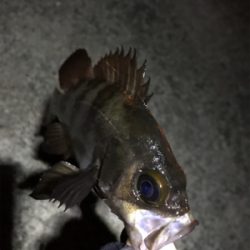 久しぶりのメバリング