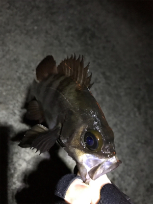 久しぶりのメバリング