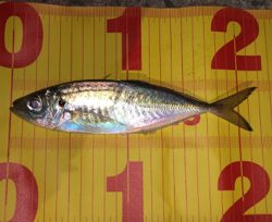 なんとか1匹(>_<)