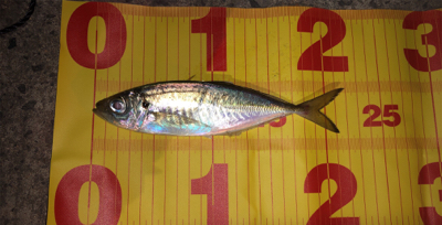 なんとか１匹(>_<)