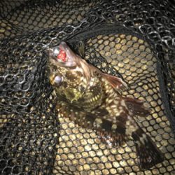 サイズUPならず(＞＜)