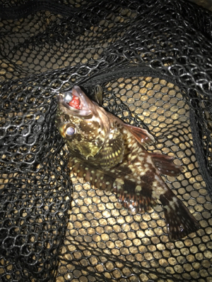 サイズUPならず(＞＜)