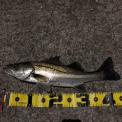 シーバスやっと釣れた