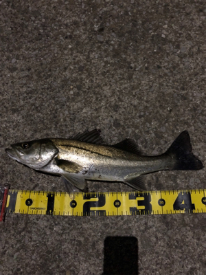 シーバスやっと釣れた