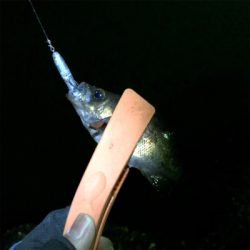 メバル連チャン釣行！