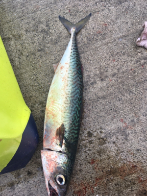 青物から根魚まで