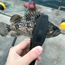 メバルを求めて(遠征②)