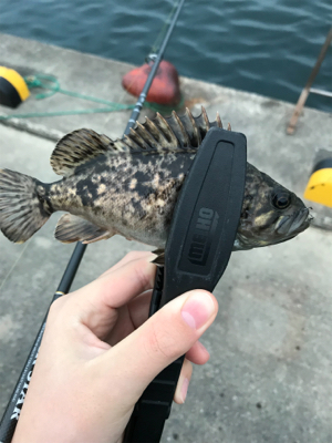 メバルを求めて(遠征②)