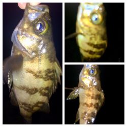 メバリンガー1805〜1850