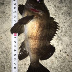 渋い！貝塚メバリング