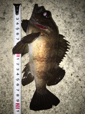 渋い！貝塚メバリング