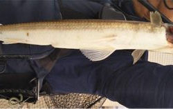 河口域ルアーゲーム