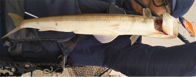 河口域ルアーゲーム