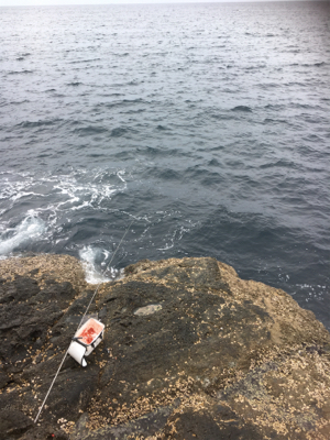 今季最終グレ釣り