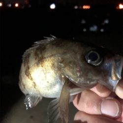 オヤジたちの釣行
