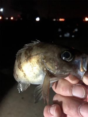 オヤジたちの釣行