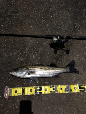 ミニカリで２日連続でシーバスゲットです
