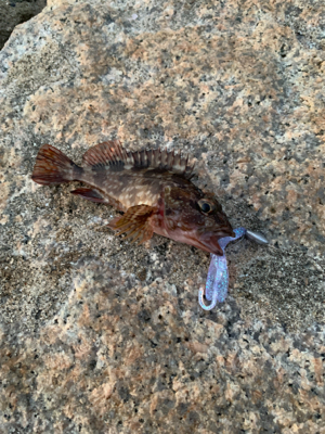 風強いヽ(￣д￣;)ノ=3=3=3