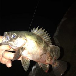 メバルとカサゴ