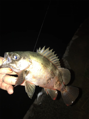 メバルとカサゴ