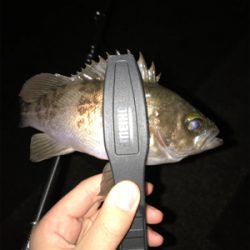 アジを求めて⑥