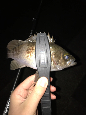 アジを求めて⑥